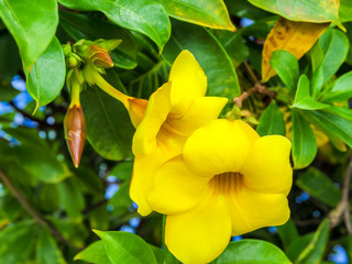 Obraz na płótnie Canvas Close-up of two yellow flowers of Wilkens bitter plant or Allamanda cathartica against green leaves in a blurred background, sprouting small brown buds, sunny day