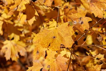yellowed autumnal leaves
