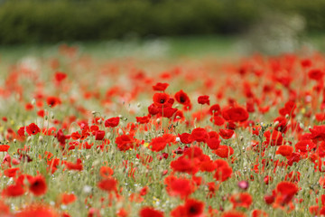 poppy field group of poppies at the edge of the fields