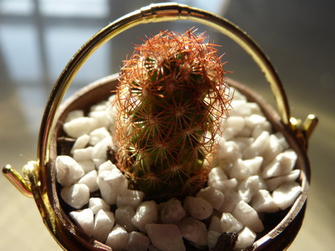 cacto