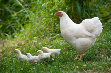 Glucke mit ihren Küken