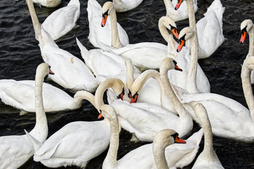 Obraz premium Flock of white swans in the river receives food from the tourists. Photo from Prague.