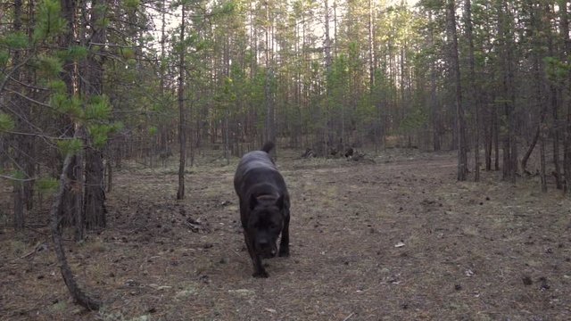 Big dog (Cane Corso) runs in the forest. Slow motion