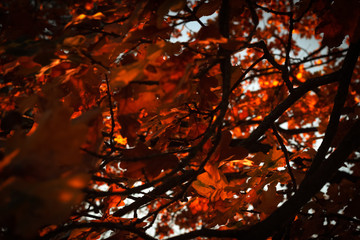 beautiful shining oak leaves at sunset