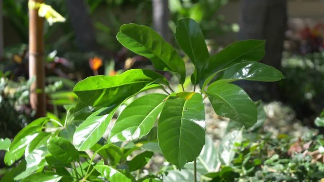 Tropical plants in Hawaii in 4k slow motion 60fps