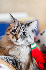 a fluffy cat with a scarf on his neck looks at the camera lens