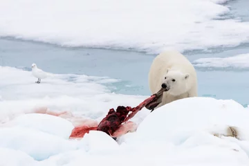 Crédence de cuisine en verre imprimé Ours polaire Ours polaire mangeant du phoque sur la banquise