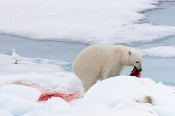 Polar bear eating seal on pack ice