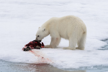 Obraz na płótnie Canvas Polar bear eating seal on pack ice