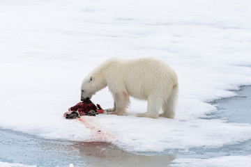 Obraz na płótnie Canvas Polar bear eating seal on pack ice