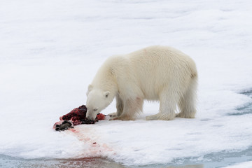 Naklejka na ściany i meble Polar bear eating seal on pack ice