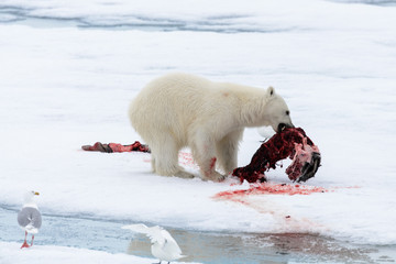 Polar bear eating seal on pack ice