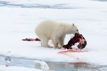 Photo sur Plexiglas Ours polaire Polar bear eating seal on pack ice