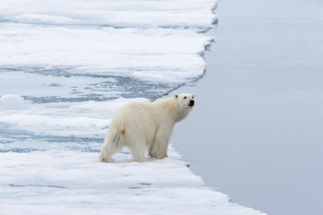 Polar bear (Ursus maritimus) going on the pack ice north of Spitsbergen Island, Svalbard