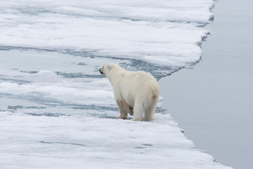 Polar bear (Ursus maritimus) going on the pack ice north of Spitsbergen Island, Svalbard