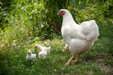 Glucke mit ihren Küken
