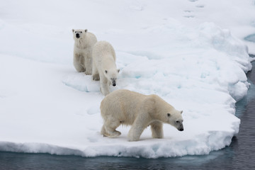 Fototapeta na wymiar Polar bear (Ursus maritimus) mother and twin cubs on the pack ice, north of Svalbard Arctic Norway