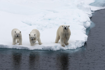 Fototapeta na wymiar Polar bear (Ursus maritimus) mother and twin cubs on the pack ice, north of Svalbard Arctic Norway