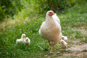 Glucke mit ihren Küken