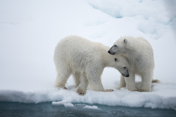 Ours polaire (Ursus maritimus) mère et petit sur la banquise, au nord de l& 39 Arctique du Svalbard en Norvège