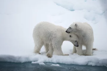 Tableaux sur verre Ours polaire Ours polaire (Ursus maritimus) mère et petit sur la banquise, au nord de l& 39 Arctique du Svalbard en Norvège