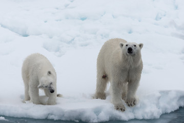 Fototapeta na wymiar Polar bear (Ursus maritimus) mother and cub on the pack ice, north of Svalbard Arctic Norway