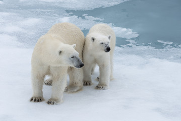 Fototapeta na wymiar Polar bear (Ursus maritimus) mother and cub on the pack ice, north of Svalbard Arctic Norway