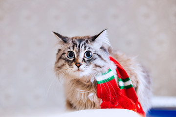 a fluffy cat with a scarf on his neck and with blue eyes sitting on the background of the wall