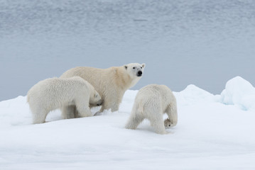 Polar bear (Ursus maritimus) mother and twin cubs on the pack ice, north of Svalbard Arctic Norway