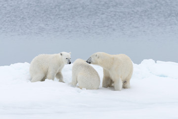 Obraz na płótnie Canvas Polar bear (Ursus maritimus) mother and twin cubs on the pack ice, north of Svalbard Arctic Norway