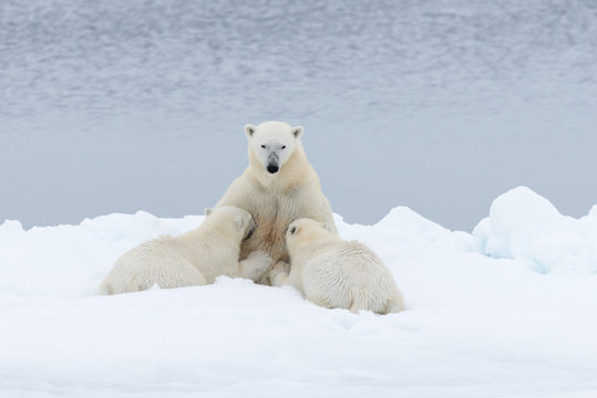 Polar bear mother feeding her cubs on the pack ice, north of Svalbard Arctic Norway