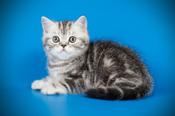 Scottish straight shorthair cat on colored backgrounds