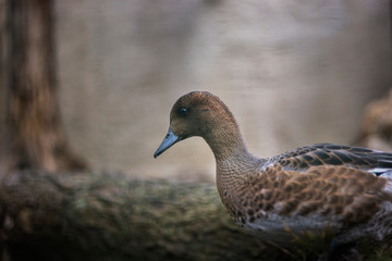 Eine Ente auf Land 