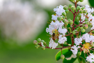 bee eating on white flowers