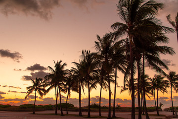 Fototapeta na wymiar tropical palm trees at sunrise or sunset