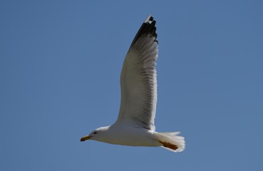 oiseau
