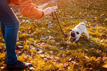 Cruel behavior with animals. Master walking pug dog in autumn park. Puppy biting leash refusing to...