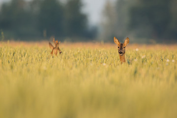 Roebuck - buck (Capreolus capreolus) Roe deer - goat