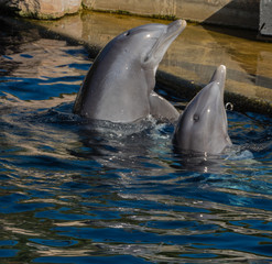 Delfinmutter mit S&auml;uger