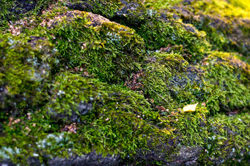 texture of the wood overgrown with green moss
