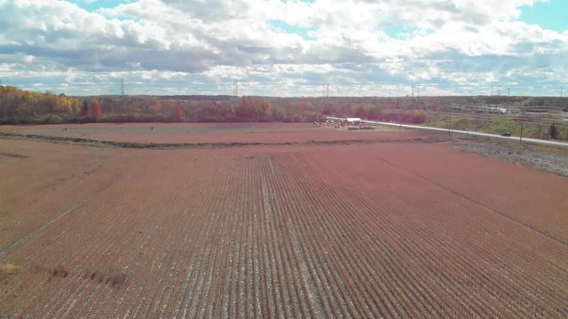 Lowering aerial shot from tree tops . to just over a pumpkin patch beside a highway then back up over customers . picking pumpkins with hydro lines in the distance.