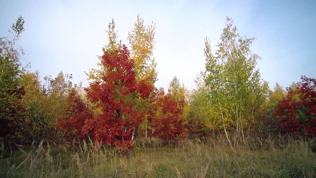 Autumn Oak Trees Background Motion Cam