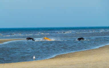 Ruhige Möwe vor wilden Hunden