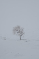 Fototapeta na wymiar Lonely tree in the snow
