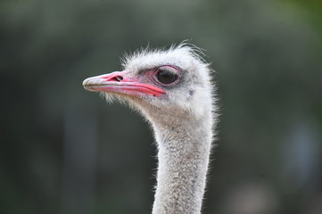 avestruz