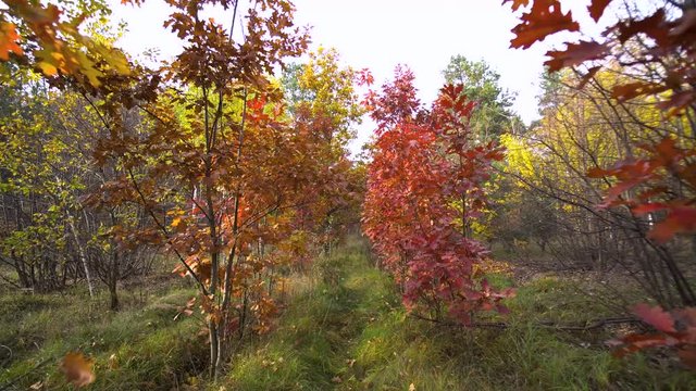 Autumn Oak Trees Background Motion Cam