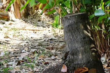 Stump of dead coconut tree on garden.