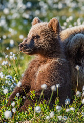 Fototapeta premium Close up portrait of bear-cub. Brown bear cub in the summer forest among white flowers. Scientific name: Ursus arctos. Natural Green Background. Natural habitat.