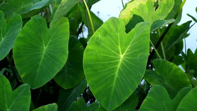 Close up shot of Asian caladium in the evening