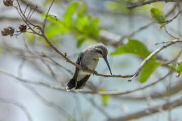 Hummingbird on a branch looking down